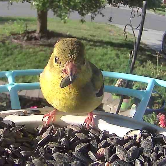 Meet your Posher, Jill - Picture 1 of 1